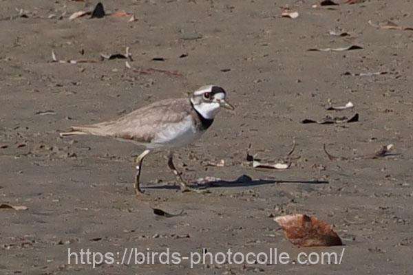 イカルチドリ 2026.01.28