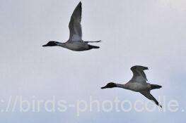 オナガガモ　2025.11.10