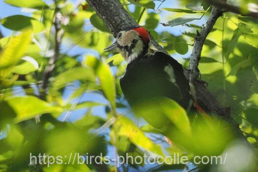 アカゲラ　2023.10.10