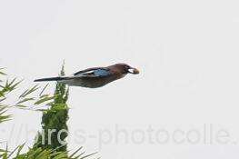 カケス　2025.10.10