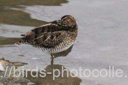 1羽観察タシギ　2026.02.06