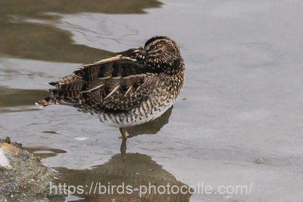 1羽観察タシギ　2026.02.06