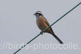 ホオジロ　2025.11.03