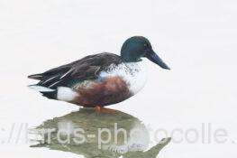 ハシビロガモ　2025.12.30