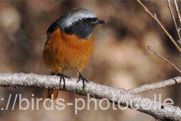 ジョウビタキ　2026.02.03