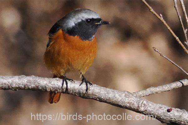 ジョウビタキ　2026.02.03