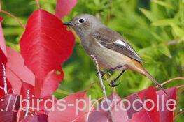 ジョウビタキ　2025.11.12