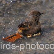 ジョウビタキ 2025.03.25