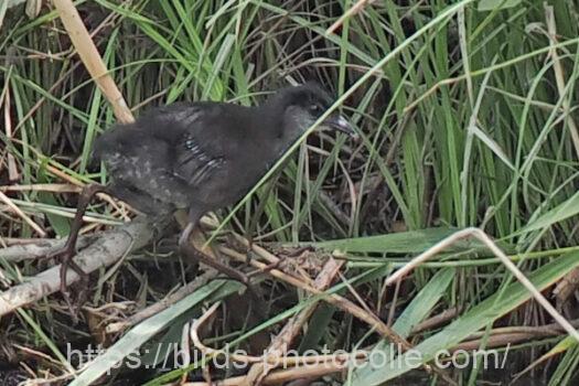 ヒクイナ　子　2023.08.28