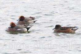 ヒドリガモ　2026.01.14