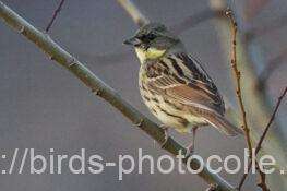 アオジ　2026.02.17