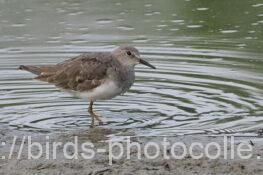 オジロトウネン　2025.09.23