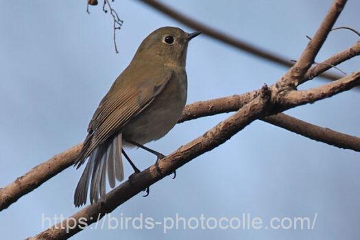 ルリビタキ　2025.02.21