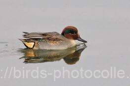 コガモ　2025.12.08