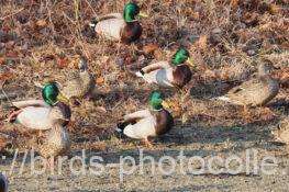 マガモ　2026.02.12