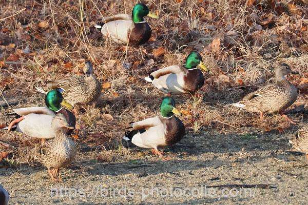 マガモ　2026.02.12