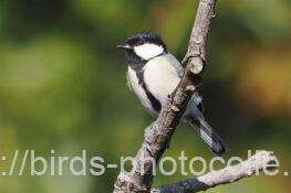 シジュウカラ　2025.10.29