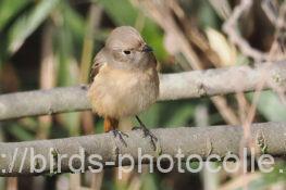 ジョウビタキ 2025.03.12