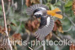 ジョウビタキ　2026.02.17