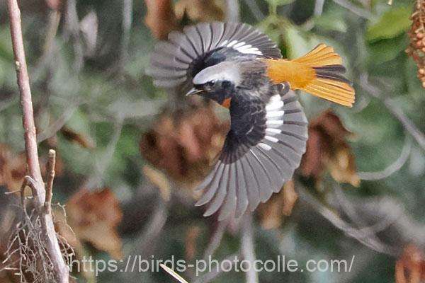 ジョウビタキ　2026.02.17