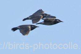 ムクドリ　2025.11.14