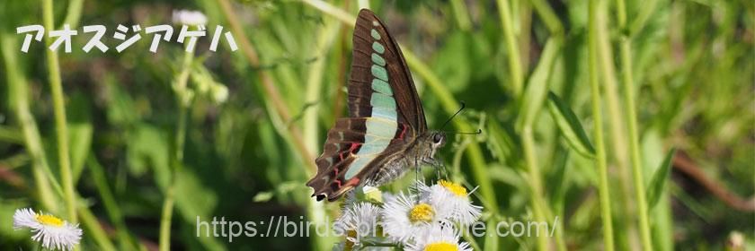 勅使池の昆虫　アオスジアゲハ