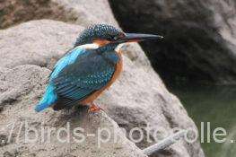 カワセミ 2025.11.03