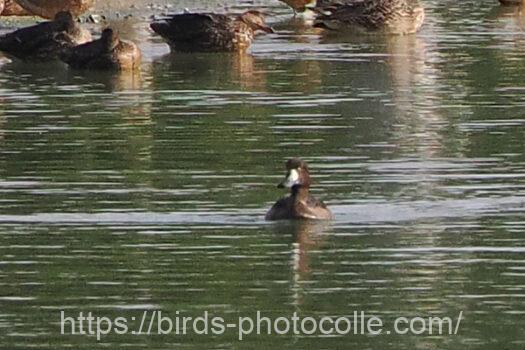 スズガモ？221011