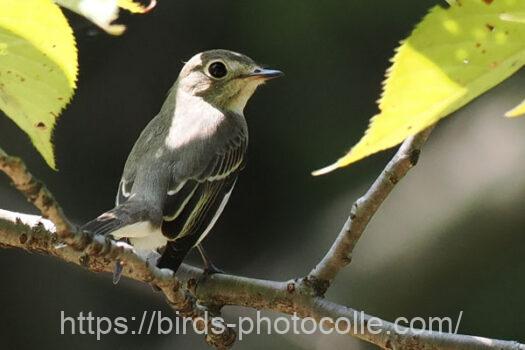 コサメビタキ　2024.09.07