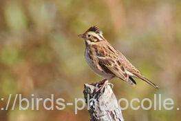 カシラダカ　2025.11.19