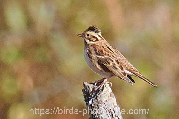 カシラダカ　2025.11.19