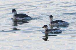 少し離れた所に1羽、計４羽ハジロカイツブリ　2025.11.15