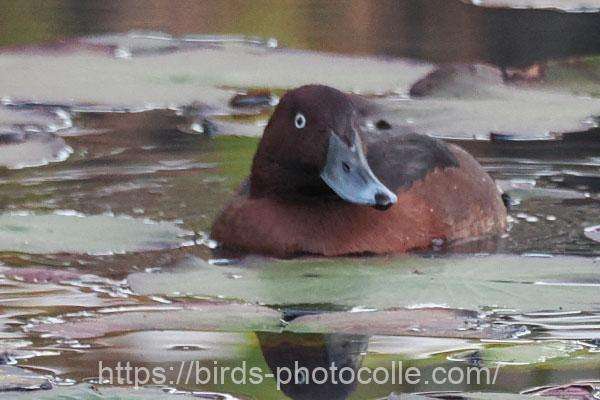 メジロガモ 2025.11.29