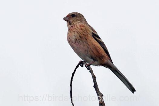 ベニマシコ　2024.03.28