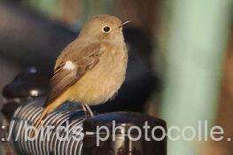 ジョウビタキ　2026.01.30