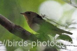 キビタキ　2025.10.13