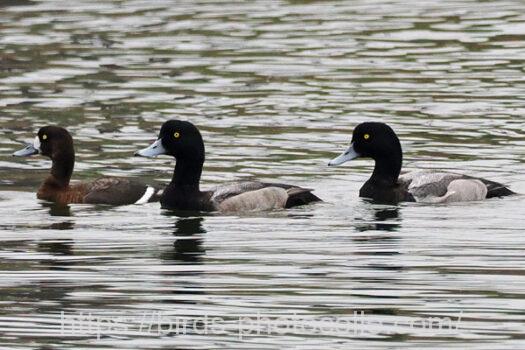 暫くすると見えなくなる・・スズガモ　2024.11.14