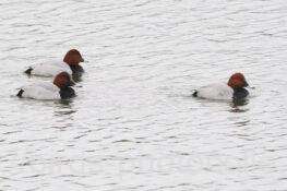 ホシハジロ　2025.11.25