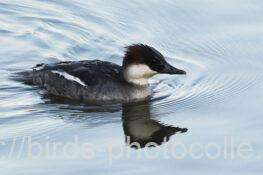 ♀1羽観察　ミコアイサ　2026.02.20