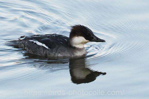 ♀1羽観察　ミコアイサ　2026.02.20