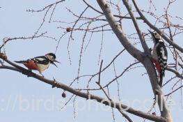 アカゲラ　2026.02.23