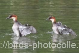 ミコアイサ 2025.05.08