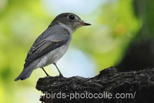 コサメビタキ　2024.09.09