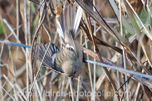 今日も♀ベニマシコ　2025.02.20