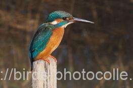 カワセミ　2025.12.02