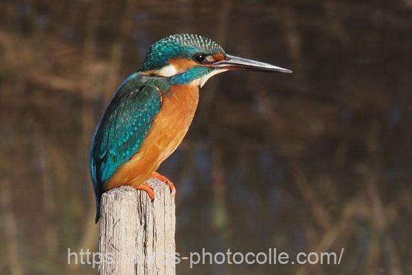 カワセミ　2025.12.02