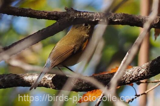 ルリビタキ221215