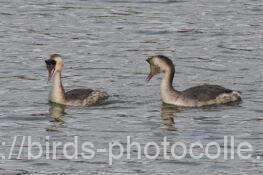 カンムリカイツブリ　2025.11.19