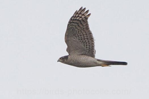 ハイタカ　2025.01.20