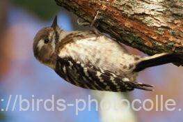 コゲラ　2025.12.12